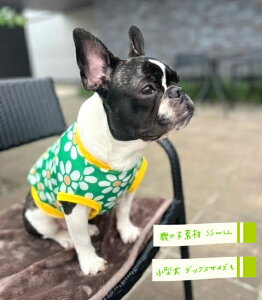 K Ȃ^ t`uhbO  nbs[O[`}[KbgJbg\[  tu t 킢 tu X hbOEGA ̕   H~