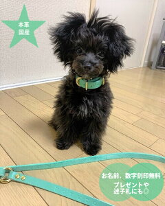O 󖳗 {v ^ ^ ւƃ[hZbg 1.5cm[hƎփJ[U[ ^[RCY CX^f@{v