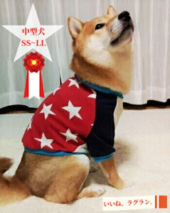 ^ TCY Č   CX^f r[O  Big Stars RȃAJ OJbg\[ H~ t  aC VjA ₷ ё΍ \h OK