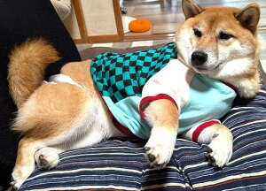 ^ Č  tĕ r[O  H~ ₷ 킢 s͗l _tȌċzŃOJbg\[