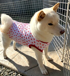 ^ Č r[O  XgxT}[ N[NX Ђ`ڐG⊴ z TVc Ȃ  t 킢 X hbOEGA ̕   H~