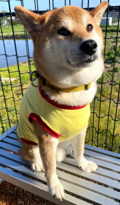 y780~z^ Č  r[O  n yVvTVc CG[ H~ 100  aC VjA ₷ ё΍ \h OK