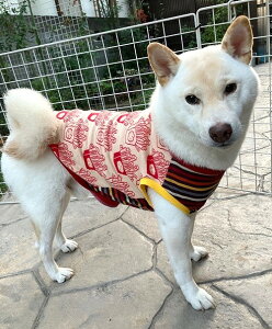 ^ Č  |eg͂ł wV[ICo[W TVc tĕ r[O  킢  CX^f H~  VjA ₷ ё΍ \h