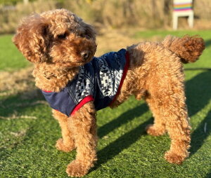 �`���� �� �g�C�v�[�h�� �� �l�C�e�B�u���W���K�[�h �u���[�X�s���b�gT�V���c �C���X�^�f�� ���킢�� ������� ���^�� �� ���� �t�� �H�~ ���[�L�[ ��� �a�C �V�j�A�� �����₷�� ������