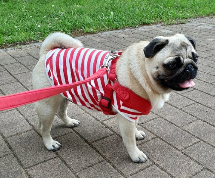 楽天市場 犬 小型犬 犬用 Tシャツ ドッグウエア 犬の服 犬服 犬 洋服 フレンチブルドッグ 服 パグ 服 赤マリンボーダー 犬の服 首輪 犬 のリードの通販hibi