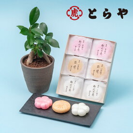 父の日 グルメ とらや「最中」と観葉植物「ガジュマル」のセット 日比谷花壇