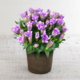 敬老の日 花鉢 八重咲リンドウ「アシロブーケ ロゼ」(4号) 日比谷花壇
