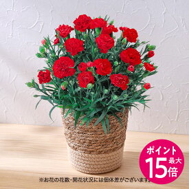【ポイント15倍】母の日 カーネーション(レッド) 花鉢植え 日比谷花壇 鉢花