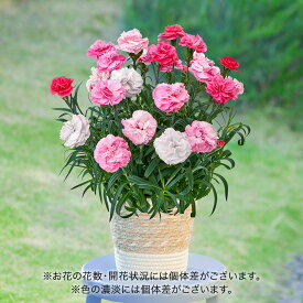 母の日 カーネーション「ももみるく」花鉢植え ピンク系グラデーション 日比谷花壇 鉢花