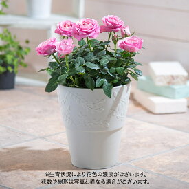 母の日 花鉢植え ミニバラ「ピンクインフィニティ」 大西 隆コレクション 日比谷花壇 鉢花