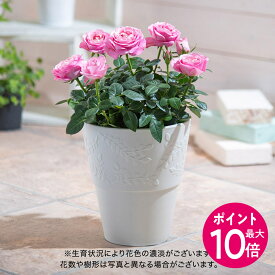 母の日 花鉢植え ミニバラ「ピンクインフィニティ」 大西 隆コレクション 日比谷花壇 鉢花