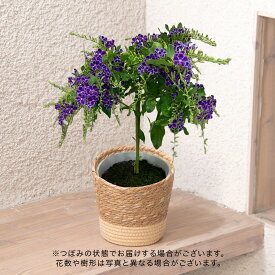 母の日 花鉢植え デュランタ「タカラヅカ」紫系 日比谷花壇 鉢花