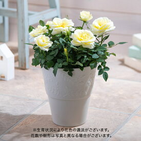 母の日 花鉢植え ミニバラ「ベルガモ」 大西 隆コレクション 黄色 日比谷花壇 鉢花