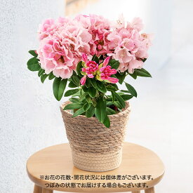 母の日 花鉢植え シャクナゲ (ピンク) 日比谷花壇 鉢花