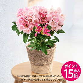 【ポイント15倍】母の日 花鉢植え シャクナゲ (ピンク) 日比谷花壇 鉢花
