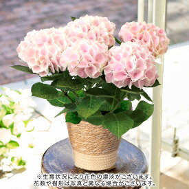 母の日 花鉢植え アジサイ「コットンキャンディー」淡ピンク系 日比谷花壇 鉢花
