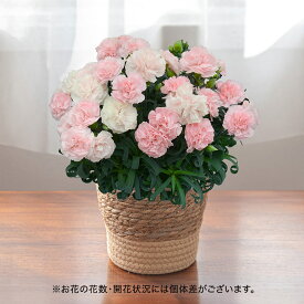 母の日 カーネーション「マシュマローズ」花鉢植え 淡ピンク系 日比谷花壇 鉢花