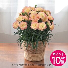 【ポイント10倍】母の日 カーネーション「パナシェ」花鉢植え 淡イエロー系ピンク覆輪 日比谷花壇 鉢花