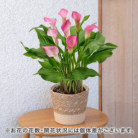 母の日 花鉢植え カラー(ピンク) 日比谷花壇 鉢花
