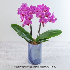 母の日 お手入れ簡単 ミディ胡蝶蘭「ティアモ」ピンク系 日比谷花壇 鉢花