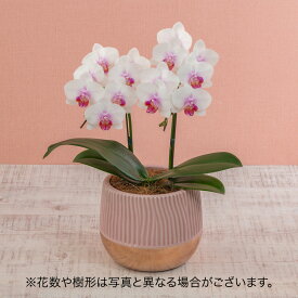 母の日 ミディ胡蝶蘭「スイートスマイル」 日比谷花壇 鉢花
