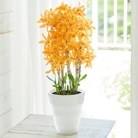 母の日 洋ラン デンドロビウム「ファイヤーバード」オレンジ系 日比谷花壇 鉢花