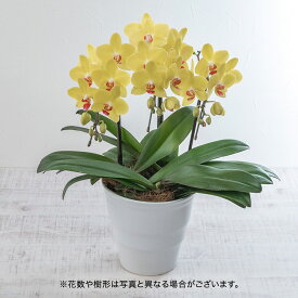 母の日 ミディ胡蝶蘭「ナオミゴールド」黄色 日比谷花壇 鉢花