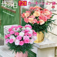 母の日 3種類から選べる カーネーション鉢 鉢花 花鉢 日比谷花壇【モール限定】2026 母の日 花 フラワー…