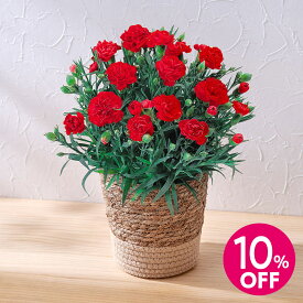 母の日 早割実施中！母の日 カーネーション(レッド)5号 日比谷花壇
