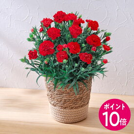 【お買い物マラソンポイント10倍♪】母の日 カーネーション(レッド)5号 日比谷花壇