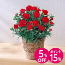【母の日早割】4月15日 9時59分まで特別価格 5%OFF！母の日 カーネーション(レッド)5号 日比谷花壇 2026 母の日 花 フラワーギフト 50代 60代 70代 母の日ギフト 母の日 鉢植え カーネーション 花鉢 母の日限定 生花 送料無料 花鉢 母の日カード付き