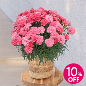 母の日 早割実施中！母の日 カーネーション「ピーチキャンドル」 日比谷花壇