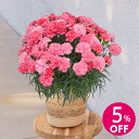 【母の日早割】4月15日 9時59分まで特別価格 5%OFF！母の日 カーネーション「ピーチキャンドル」 日比谷花壇 2026 母の日 花 フラワーギフト 50代 60代 70代 母の日ギフト 母の日 鉢植え カーネーション 花鉢 母の日限定 生花 送料無料 花鉢 母の日カード付き