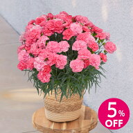 【母の日早割】4月15日 9時59分まで特別価格 5%OFF！母の日 カーネーション「ピーチキャンドル」 日比谷…