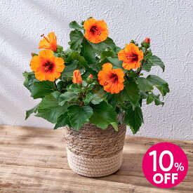 母の日 早割実施中！母の日 ロングライフハイビスカス「プチオレンジ」 日比谷花壇