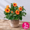 【母の日早割】4月15日 9時59分まで特別価格 5%OFF！母の日 ロングライフハイビスカス「プチオレンジ」 日比谷花壇