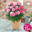 母の日 カーネーション「いちごソフト」 日比谷花壇 【モール限定商品】2026 母の日 花 フラワーギフト 50代 60代 70代 母の日ギフト 母の日 鉢植え カーネーション 花鉢 母の日限定 生花 送料無料