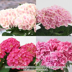母の日 アジサイ おまかせピンク系5号 日比谷花壇