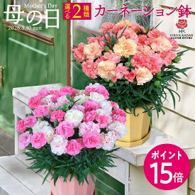 母の日 3種類から選べる カーネーション鉢 鉢花 花鉢 日比谷花壇【モール限定】2026 母の日 花 フラワーギフト 50代 60代 70代 母の日ギフト 母の日 鉢植え カーネーション 花鉢 母の日限定 生花 送料無料