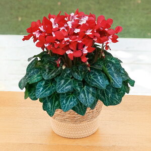 y͂11/2512/20zΕ Ԕ VNuWbNXCbhv(5) JԒd VN Mtg VN A 5  Ε i v[g   Ԕ 