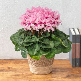 【お届けは11/25から12/15】お歳暮 花鉢 シクラメン「イリュージア」(5号) 日比谷花壇