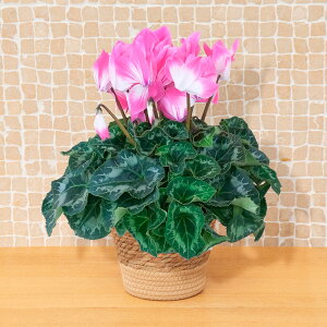 y͂11/2512/20zΕ Ԕ VNut[W[W lIsNv(5) JԒd VN Mtg VN A 5  Ε i v[g   Ԕ 