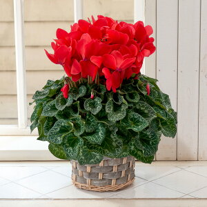 y͂11/2512/20zΕ Ԕ VNuVgEXv(6) JԒd VN Mtg VN A 6  Ε i v[g   Ԕ ߂  