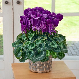 【お届けは11/25から12/5】お歳暮 花鉢 根本園芸 シクラメン「ラピスラズリ」(6号) 日比谷花壇