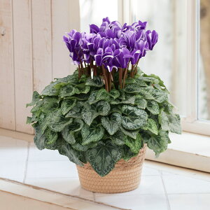 y͂11/2512/5zΕ Ԕ hԉ VNuӒv(5) JԒd