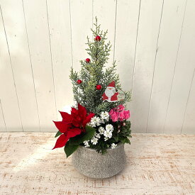 【お届けは11/25から12/20】クリスマス 花鉢 コンテナプランツ「クリスマスガーデン」 日比谷花壇