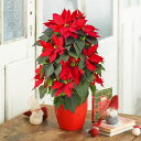 【お届けは11/21から12/10】クリスマス 花鉢 ポインセチア タワー仕立て(5号) 日比谷花壇 ポインセチア 鉢 クリスマスギフト 花 クリスマス飾り クリスマス インテリア お祝い 花束 プレゼント 結婚記念日