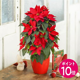 ★お買い物マラソンポイント10倍★【お届けは11/21から12/10】クリスマス 花鉢 ポインセチア タワー仕立て(5号) 日比谷花壇 ポインセチア 鉢 クリスマスギフト 花 クリスマス飾り クリスマス インテリア お祝い 花束 プレゼント 結婚記念日