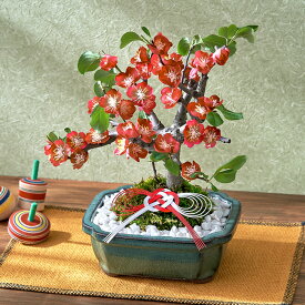 お正月 花鉢 木瓜(4号) 日比谷花壇 正月飾り 2026 お正月 自宅用 お年賀 飾り 正月 鉢 お正月飾り 正月花 お祝い 送料無料 玄関 生花 おしゃれ 正月 鉢 4号