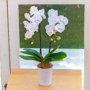 y͂11/2012/30zΕ Ԕ ~fBӒuVg̃nSv(2{) JԒd